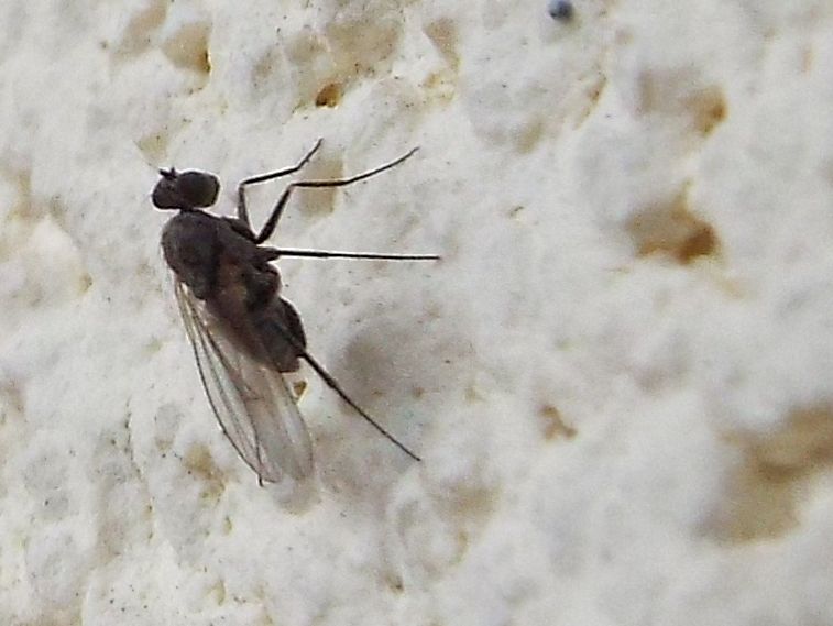 Medetera sp. (Dolichopodidae)